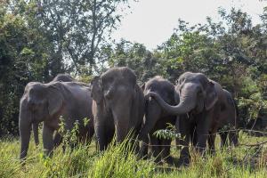 Kulen Mountain,Elephant Forest Sanctuary